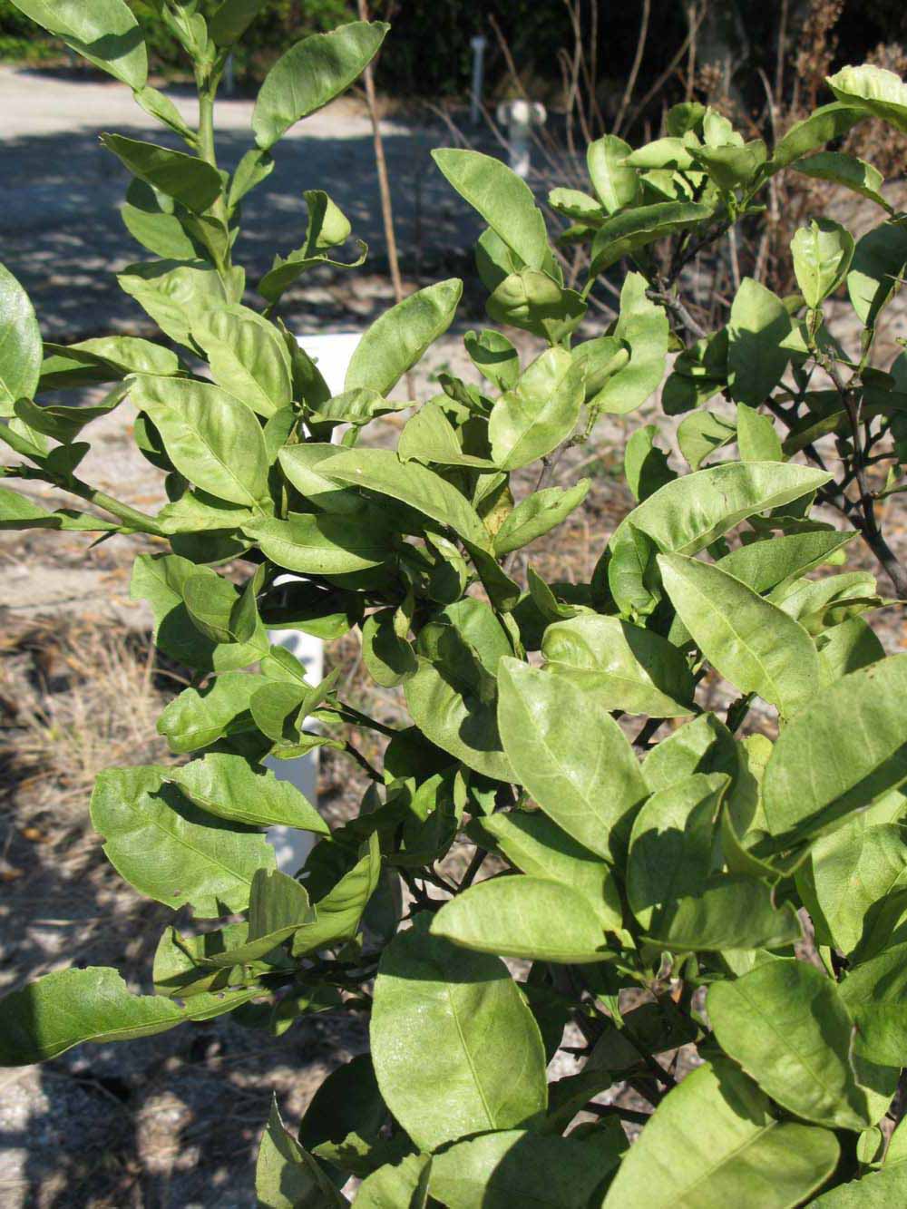              Sun leaves (Winter Haven, FL)       